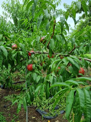 둥이네농장님의 내 농사 경력 자랑하기 · 참여 작성글 사진