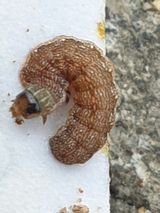 팜모닝 기타작물·병해충상담 게시글 이미지