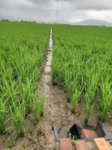 팜모닝 벼·자유게시판 게시글 이미지