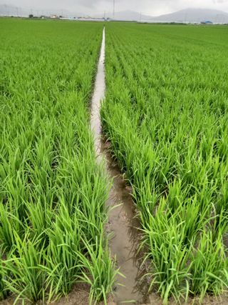 보성득량님의 벼 · 자유게시판 작성글 사진