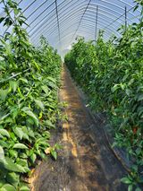 팜모닝 고추·비료•농약 게시글 이미지