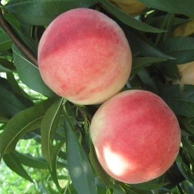 벌꿀농장♡권은주님의 장터 판매 상품 [햇딱딱이 백도복숭아 4kg*1박스(100박스 한정판매)] 첨부 사진