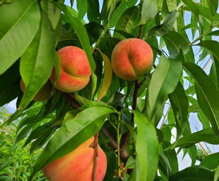 벌꿀농장♡권은주님의 장터 판매 상품 [햇딱딱이 백도복숭아 4kg*1박스(100박스 한정판매)] 첨부 사진