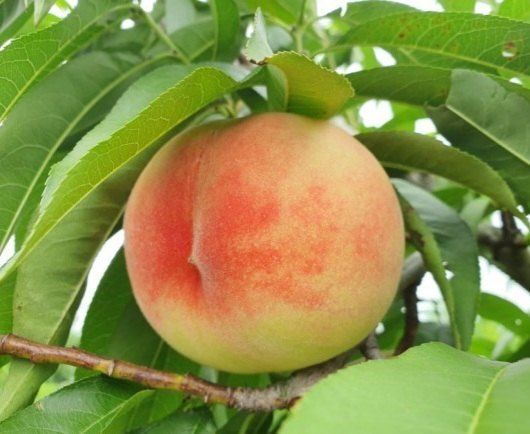 벌꿀농장♡권은주님의 장터 판매 상품 [햇딱딱이 백도복숭아 4kg*1박스(100박스 한정판매)] 첨부 사진