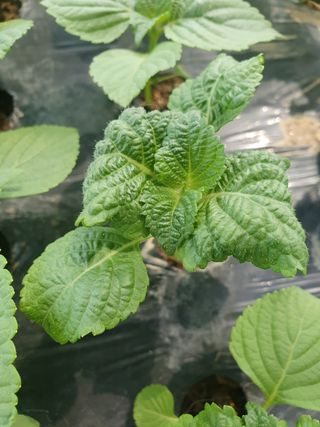 이종명 님의 들깨 · 병해충상담 작성글 사진