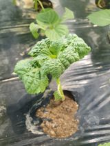 팜모닝 들깨·병해충상담 게시글 이미지