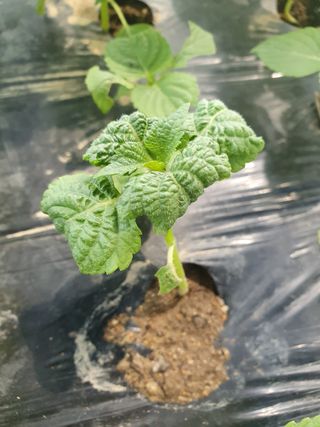 이종명 님의 들깨 · 병해충상담 작성글 사진