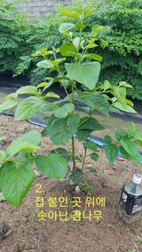 팜모닝 내 농사 경력 자랑하기·참여 게시글 이미지