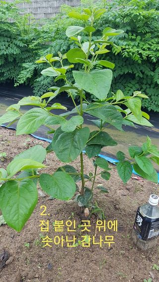 박지우님의 내 농사 경력 자랑하기 · 참여 작성글 사진