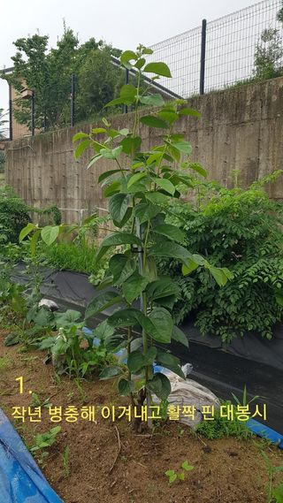 박지우님의 내 농사 경력 자랑하기 · 참여 작성글 사진