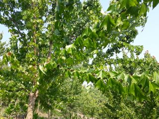 박종은님의 기타작물 · 병해충상담 작성글 사진