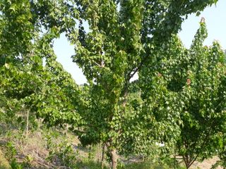 박종은님의 기타작물 · 병해충상담 작성글 사진