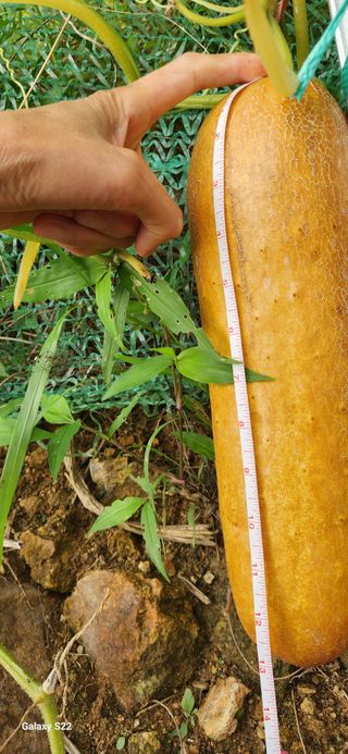 접시꽃님의 내 농사 경력 자랑하기 · 참여 작성글 사진