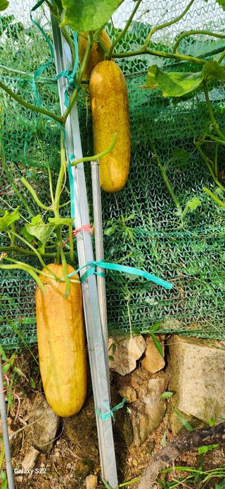 접시꽃님의 내 농사 경력 자랑하기 · 참여 작성글 사진