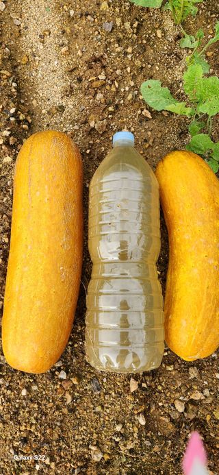 접시꽃님의 내 농사 경력 자랑하기 · 참여 작성글 사진