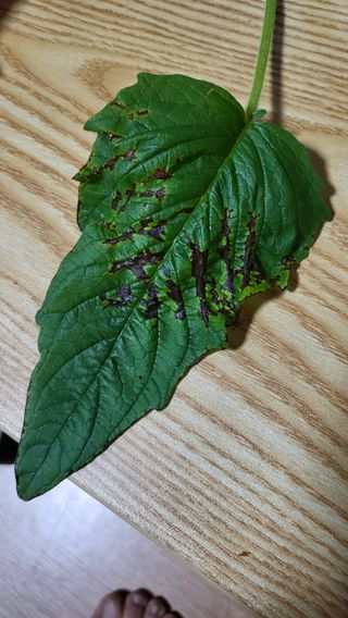 🙌이 낭규님의 참깨 · 병해충상담 작성글 사진