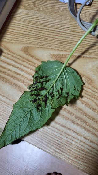 🙌이 낭규님의 참깨 · 병해충상담 작성글 사진