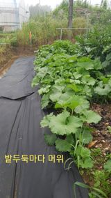 팜모닝 내 농사 경력 자랑하기·참여 게시글 이미지