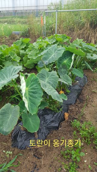 박지우님의 내 농사 경력 자랑하기 · 참여 작성글 사진