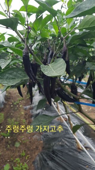 박지우님의 내 농사 경력 자랑하기 · 참여 작성글 사진