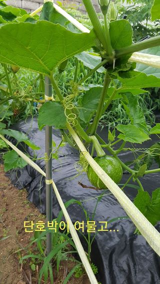 박지우님의 내 농사 경력 자랑하기 · 참여 작성글 사진