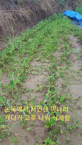 박지우님의 내 농사 경력 자랑하기 · 참여 작성글 사진