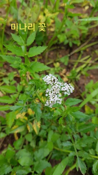 박지우님의 내 농사 경력 자랑하기 · 참여 작성글 사진