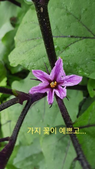 박지우님의 내 농사 경력 자랑하기 · 참여 작성글 사진