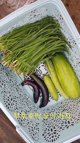 박지우님의 내 농사 경력 자랑하기 · 참여 작성글 사진