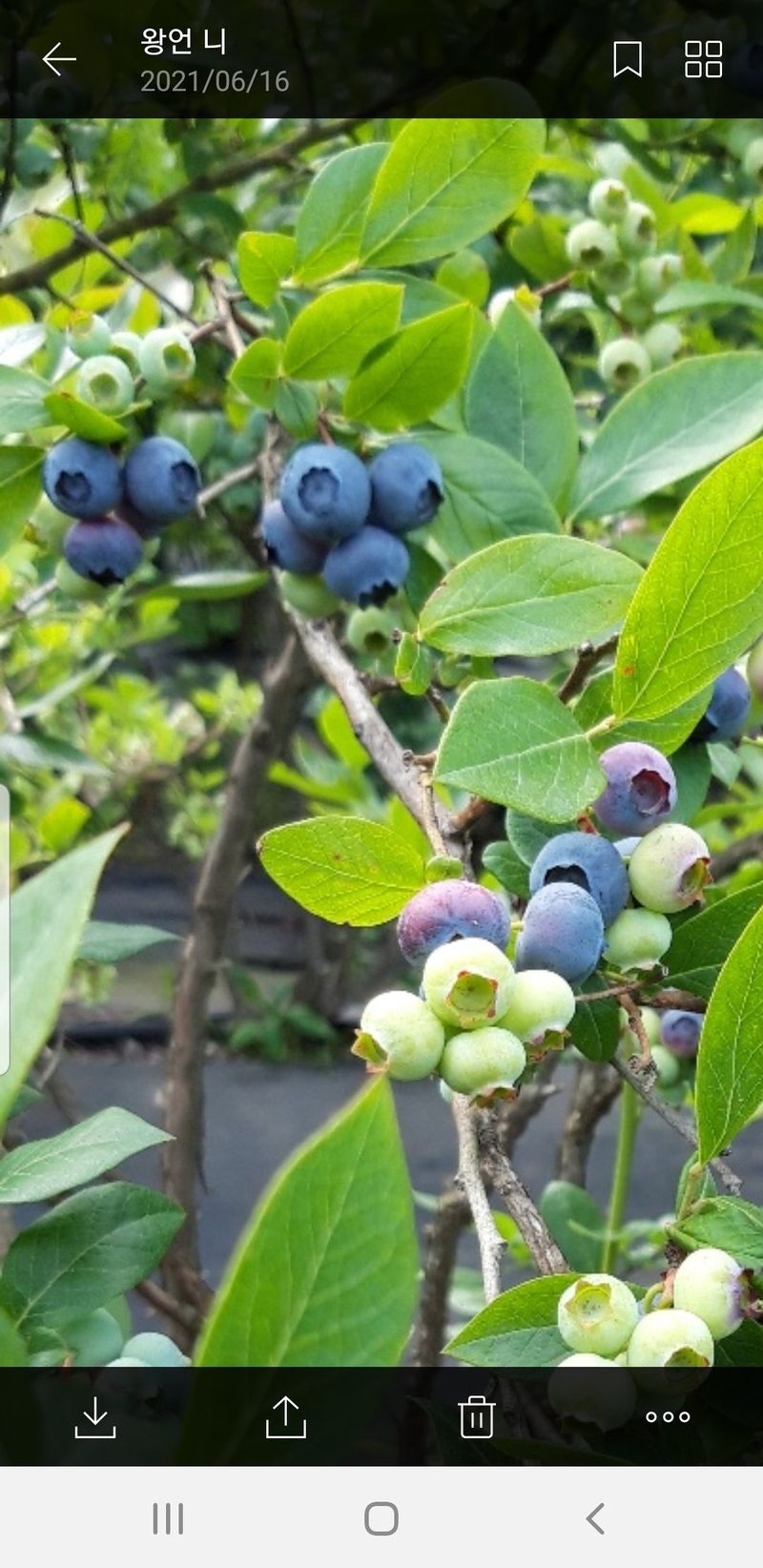 강태숙님의 장터 판매 상품 [블루베리] 첨부 사진