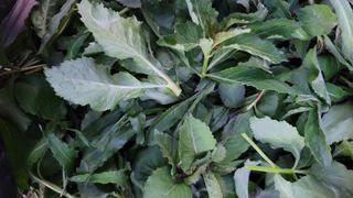 천종현님의 기타작물 · 병해충상담 작성글 사진