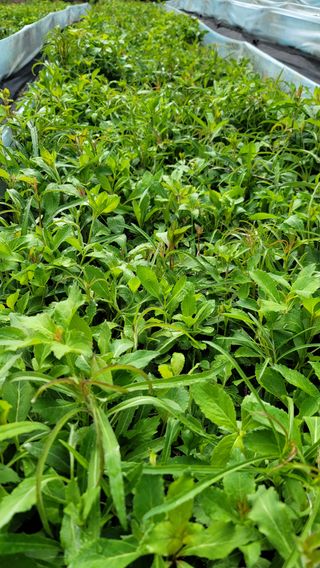 천종현님의 기타작물 · 병해충상담 작성글 사진