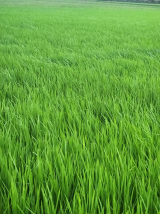 무안최향숙님의 내 농사 경력 자랑하기 · 참여 작성글 사진