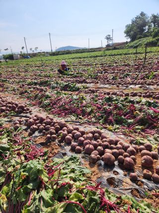 무안최향숙님의 내 농사 경력 자랑하기 · 참여 작성글 사진