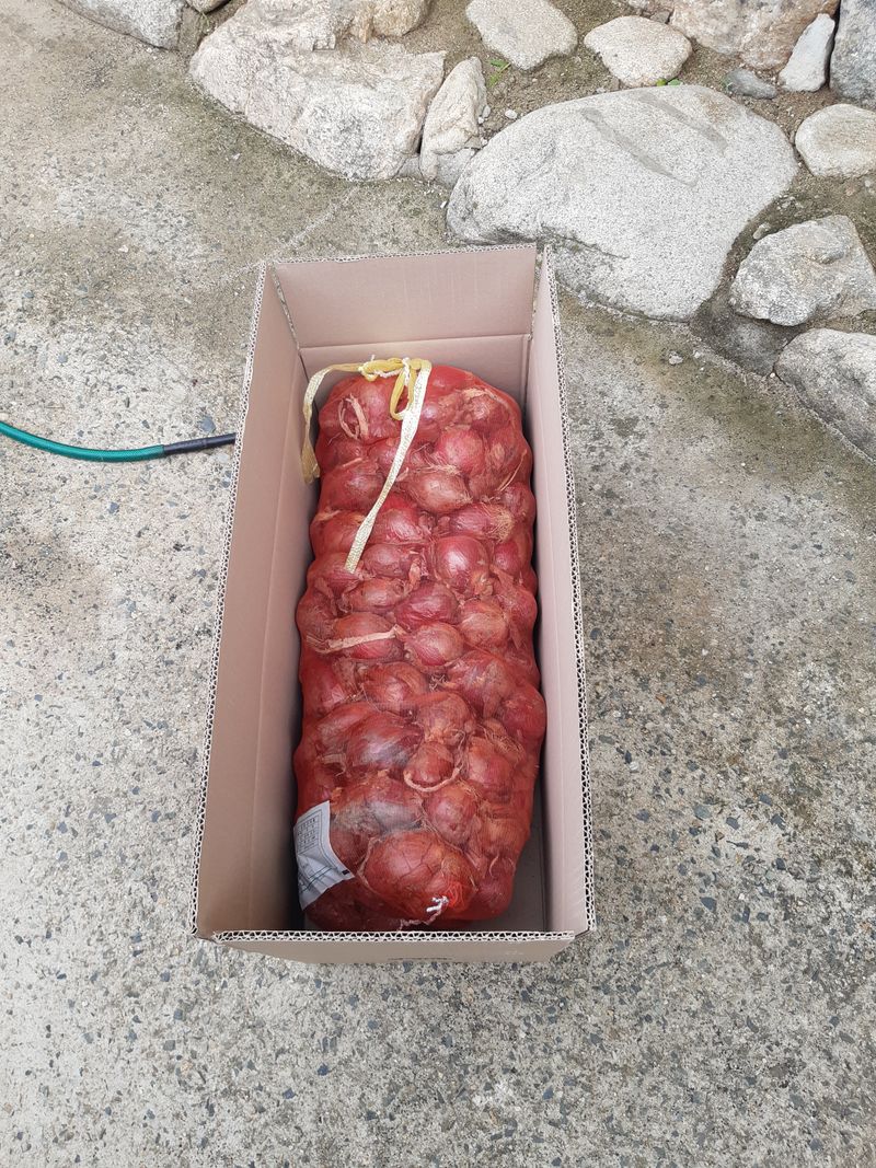 장터 상품 [만생종 양파1키로 850원] 썸네일