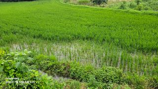 초보농부님의 벼 · 병해충상담 작성글 사진