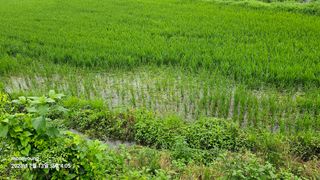 초보농부님의 벼 · 병해충상담 작성글 사진