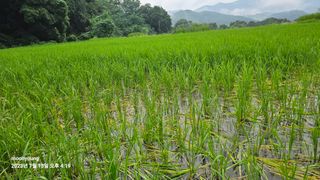 초보농부님의 벼 · 병해충상담 작성글 사진