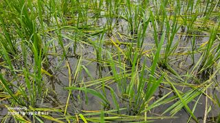 초보농부님의 벼 · 병해충상담 작성글 사진