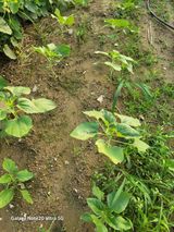 팜모닝 장터이야기·자유게시판 게시글 이미지