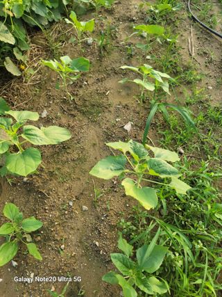 박해용(세건농장)님의 장터이야기 · 자유게시판 작성글 사진