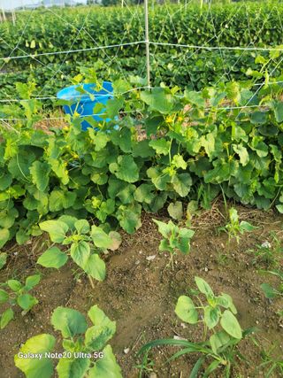 박해용(세건농장)님의 장터이야기 · 자유게시판 작성글 사진