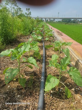 박해용(세건농장)님의 장터이야기 · 자유게시판 작성글 사진