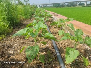 박해용(세건농장)님의 장터이야기 · 자유게시판 작성글 사진