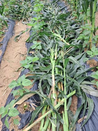 김재희님의 들깨 · 자유게시판 작성글 사진