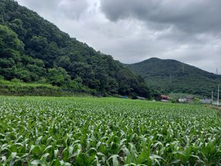 봉골농장님의 내 농사 경력 자랑하기 · 참여 작성글 사진