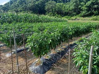 봉골농장님의 내 농사 경력 자랑하기 · 참여 작성글 사진