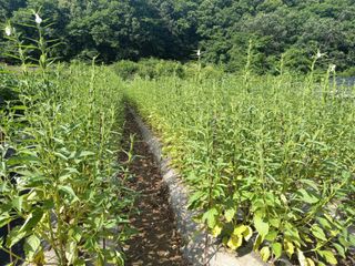 봉골농장님의 내 농사 경력 자랑하기 · 참여 작성글 사진