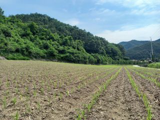 봉골농장님의 내 농사 경력 자랑하기 · 참여 작성글 사진