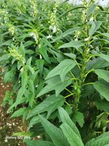 팜모닝 참깨·자유게시판 게시글 이미지